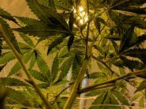 More Than Just Weeds: How a £96,000 Cannabis Farm Operated by an Illegal Immigrant Unveils a National Security Threat