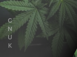 ‘Catastrophic Failure’: London Commission Demands End to UK Cannabis Criminalisation