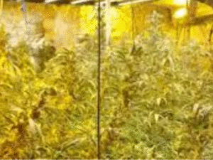 The High Street Is Dead, and Criminals Are Squatting in the Corpse: £1M Drug Empire Found in Booby-Trapped Huntingdon Woolworths