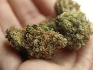 No Tears in Paradise: The Hard Facts Behind a British Mother’s £1.6M Cannabis Smuggling Arrest in Mauritius