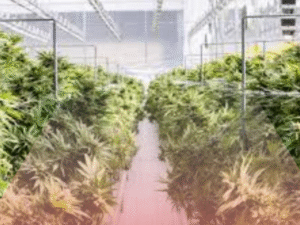 Birtley Cannabis Farm Raid Exposes Organized Crime’s Infiltration of Suburban Britain